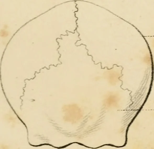 An illustration from Grundzüge der Phrenologie; oder, Anleitung zum Studium dieser Wissenschaft, 1842, leaf 398