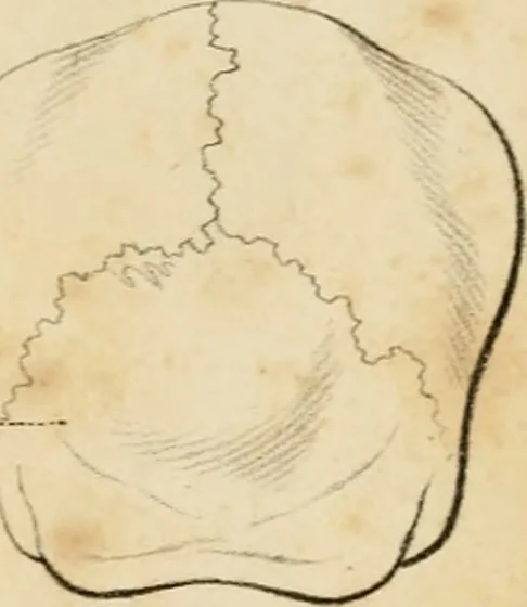 An illustration from Grundzüge der Phrenologie; oder, Anleitung zum Studium dieser Wissenschaft, 1842, leaf 398