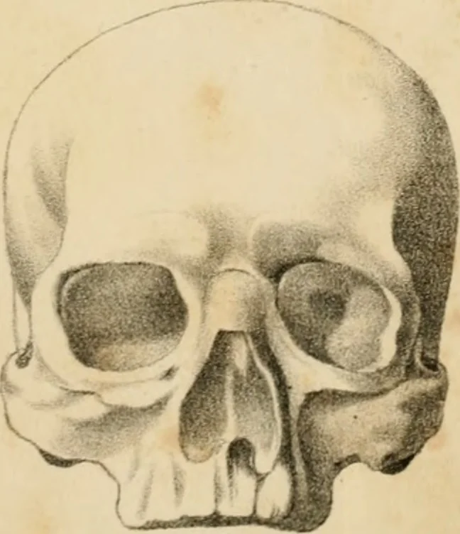 An illustration from Grundzüge der Phrenologie; oder, Anleitung zum Studium dieser Wissenschaft, 1842, leaf 400