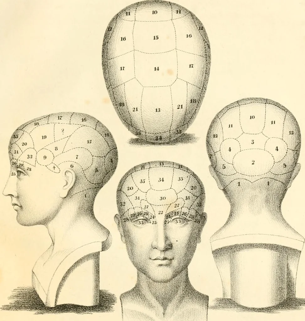 An illustration from Grundzüge der Phrenologie; oder, Anleitung zum Studium dieser Wissenschaft, mit Berücksichtigung der neueren Forschungen auf dem Gebiete der Physiologie und Psychologie, 1856, leaf 610