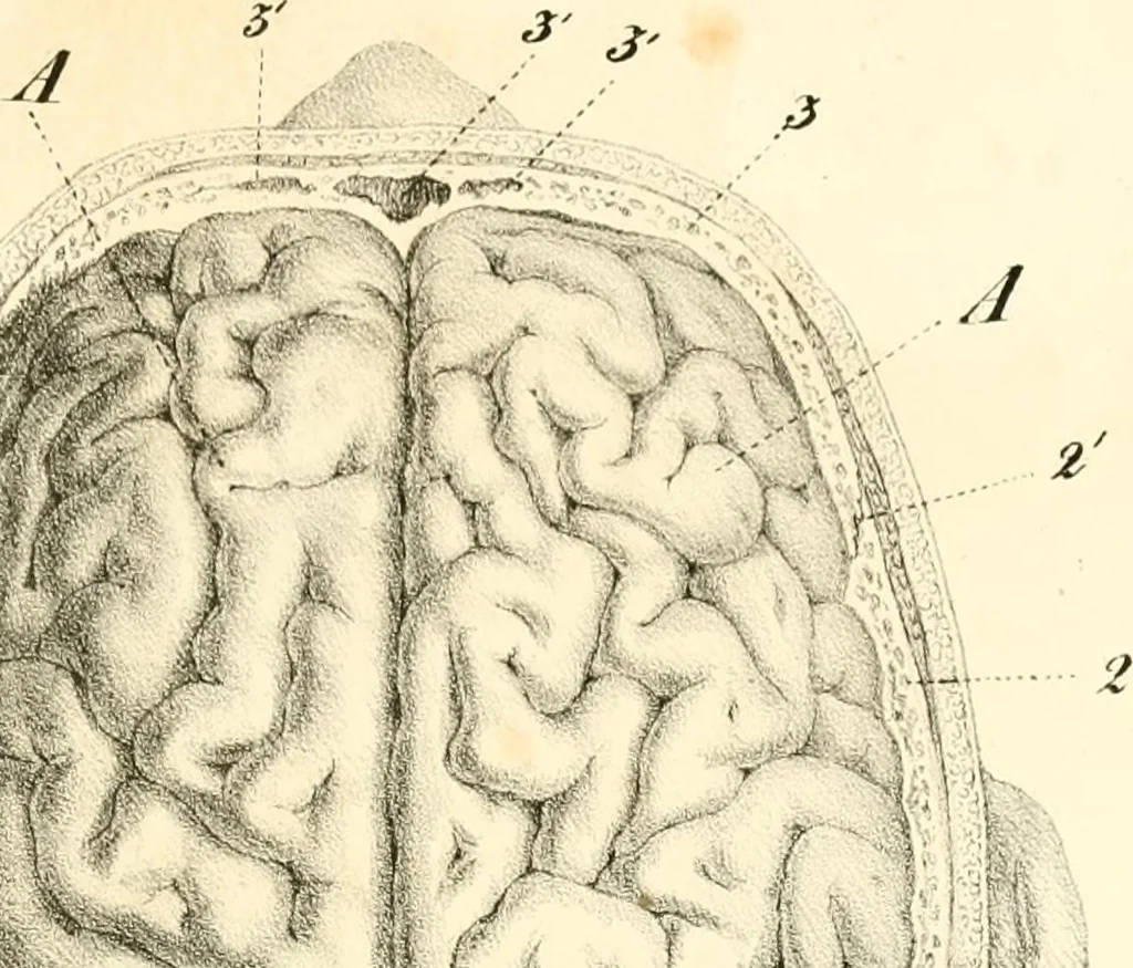 An illustration from Grundzüge der Phrenologie; oder, Anleitung zum Studium dieser Wissenschaft, mit Berücksichtigung der neueren Forschungen auf dem Gebiete der Physiologie und Psychologie, 1856, leaf 612