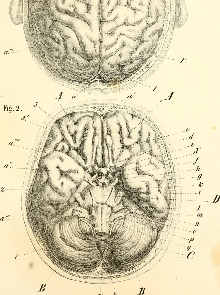 An illustration from Grundzüge der Phrenologie; oder, Anleitung zum Studium dieser Wissenschaft, mit Berücksichtigung der neueren Forschungen auf dem Gebiete der Physiologie und Psychologie, 1856, leaf 612