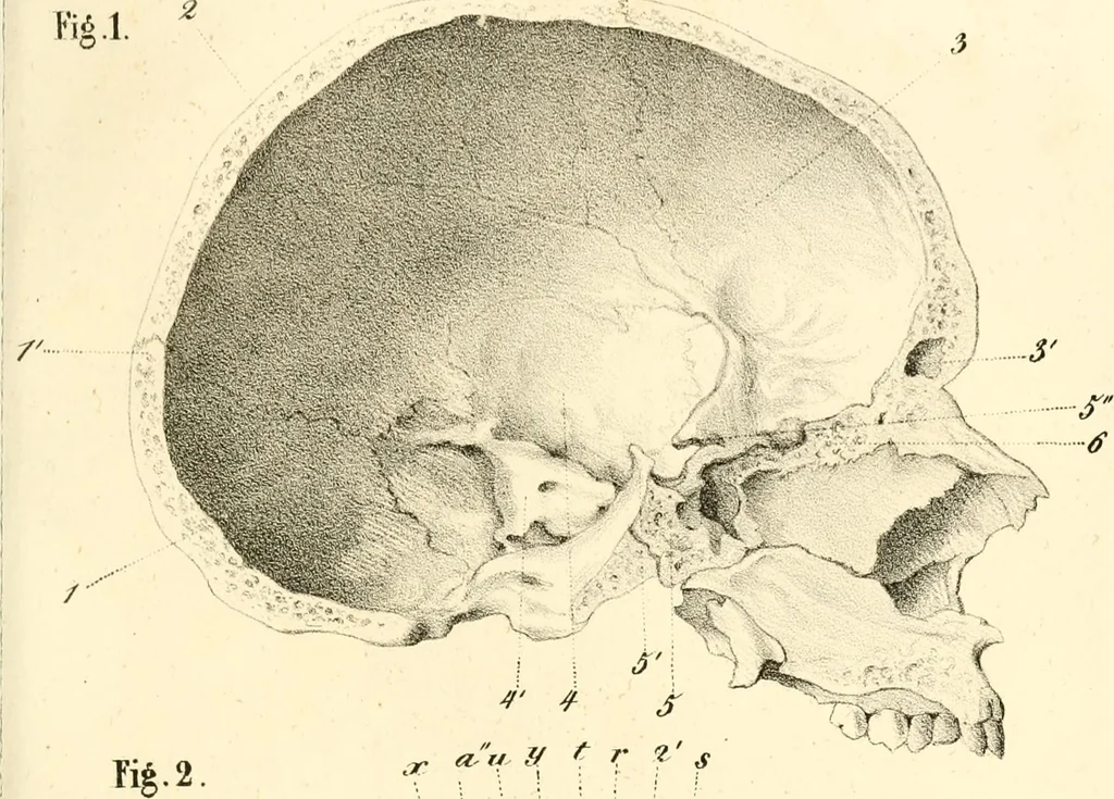An illustration from Grundzüge der Phrenologie; oder, Anleitung zum Studium dieser Wissenschaft, mit Berücksichtigung der neueren Forschungen auf dem Gebiete der Physiologie und Psychologie, 1856, leaf 614
