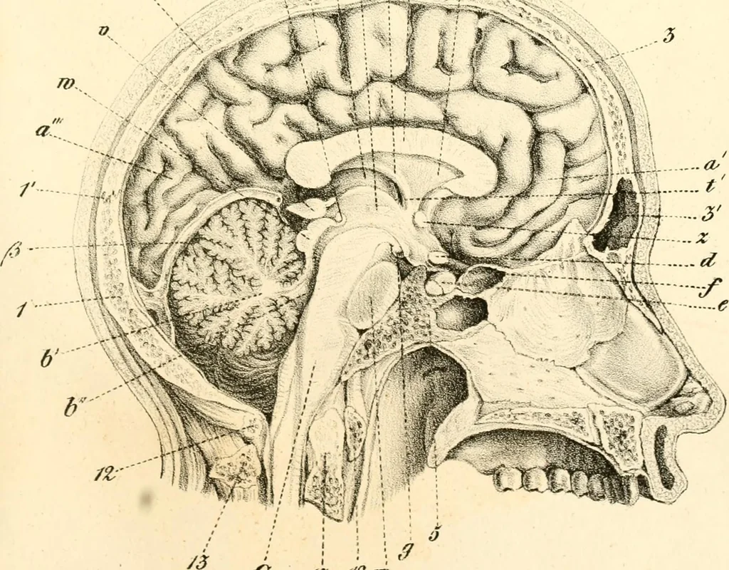 An illustration from Grundzüge der Phrenologie; oder, Anleitung zum Studium dieser Wissenschaft, mit Berücksichtigung der neueren Forschungen auf dem Gebiete der Physiologie und Psychologie, 1856, leaf 614
