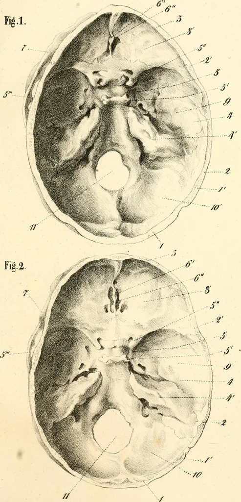 An illustration from Grundzüge der Phrenologie; oder, Anleitung zum Studium dieser Wissenschaft, mit Berücksichtigung der neueren Forschungen auf dem Gebiete der Physiologie und Psychologie, 1856, leaf 616