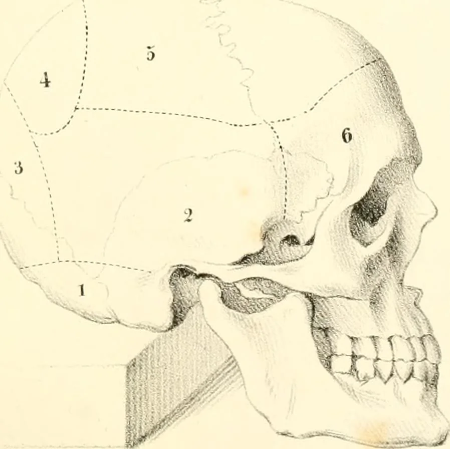 An illustration from Grundzüge der Phrenologie; oder, Anleitung zum Studium dieser Wissenschaft, mit Berücksichtigung der neueren Forschungen auf dem Gebiete der Physiologie und Psychologie, 1856, leaf 620
