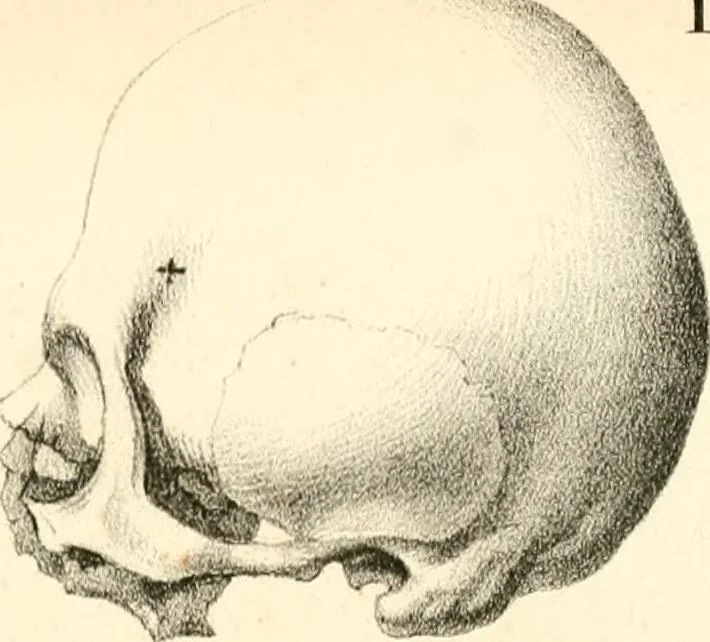 An illustration from Grundzüge der Phrenologie; oder, Anleitung zum Studium dieser Wissenschaft, mit Berücksichtigung der neueren Forschungen auf dem Gebiete der Physiologie und Psychologie, 1856, leaf 622