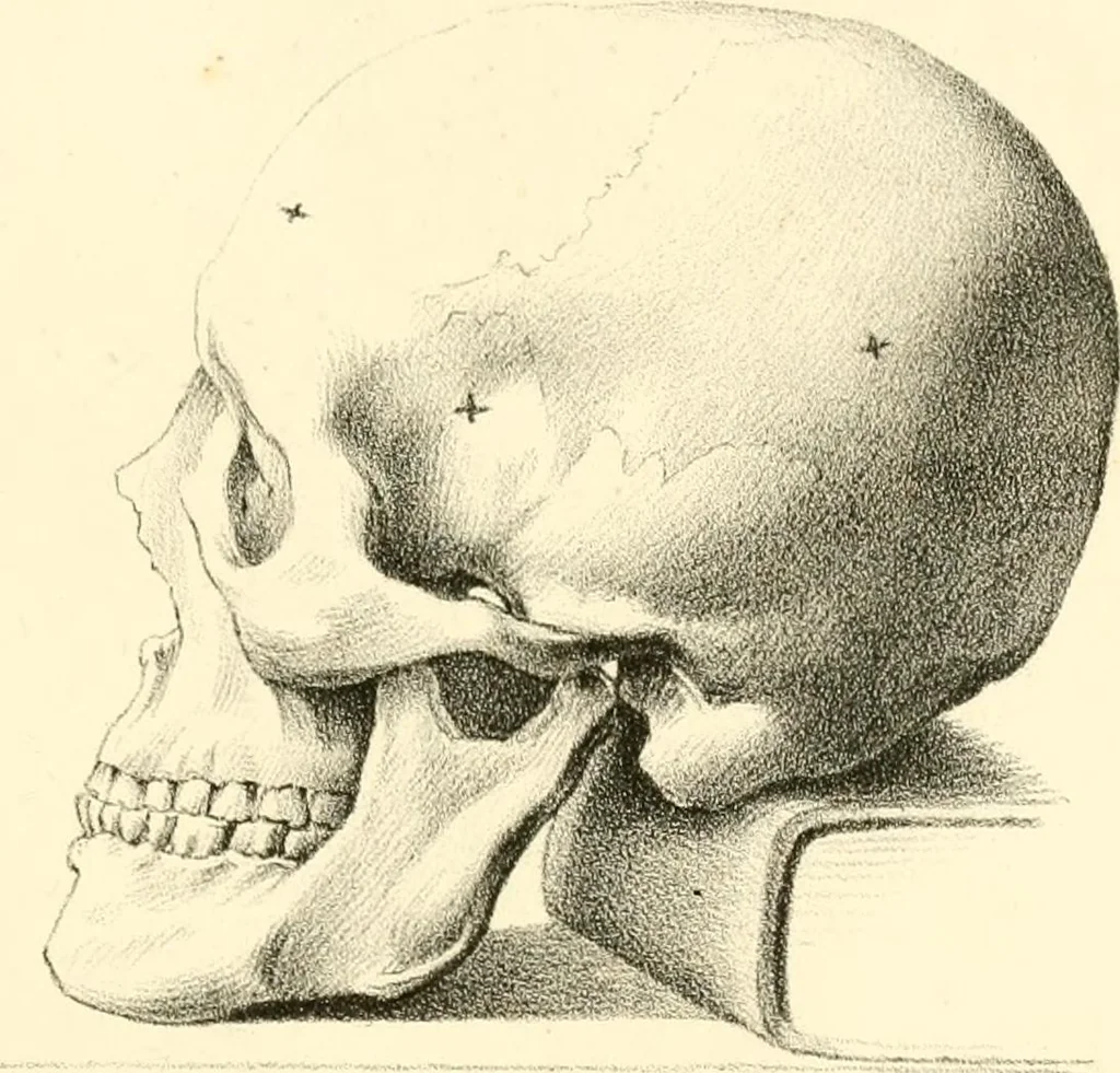 An illustration from Grundzüge der Phrenologie; oder, Anleitung zum Studium dieser Wissenschaft, mit Berücksichtigung der neueren Forschungen auf dem Gebiete der Physiologie und Psychologie, 1856, leaf 622