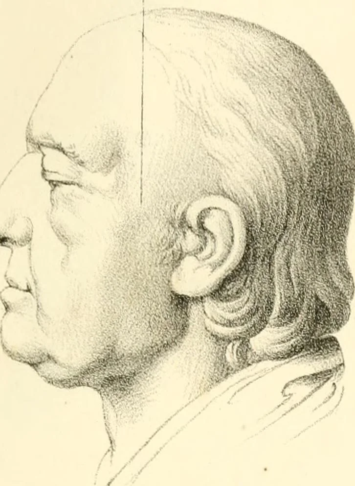 An illustration from Grundzüge der Phrenologie; oder, Anleitung zum Studium dieser Wissenschaft, mit Berücksichtigung der neueren Forschungen auf dem Gebiete der Physiologie und Psychologie, 1856, leaf 624