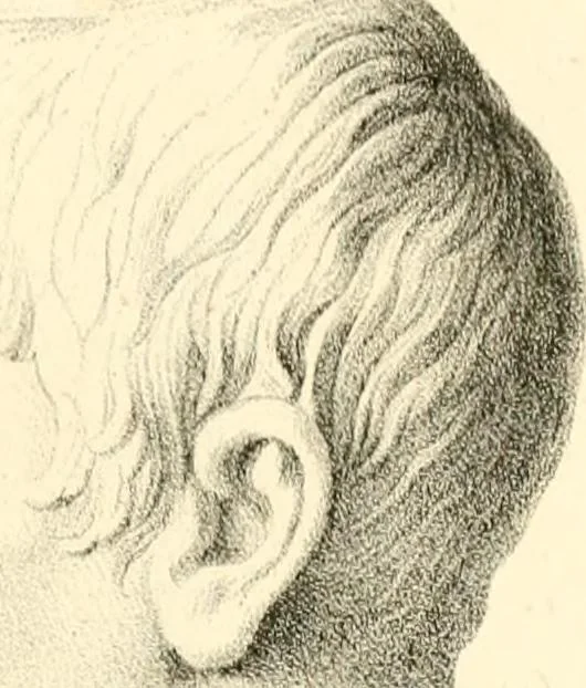 An illustration from Grundzüge der Phrenologie; oder, Anleitung zum Studium dieser Wissenschaft, mit Berücksichtigung der neueren Forschungen auf dem Gebiete der Physiologie und Psychologie, 1856, leaf 630