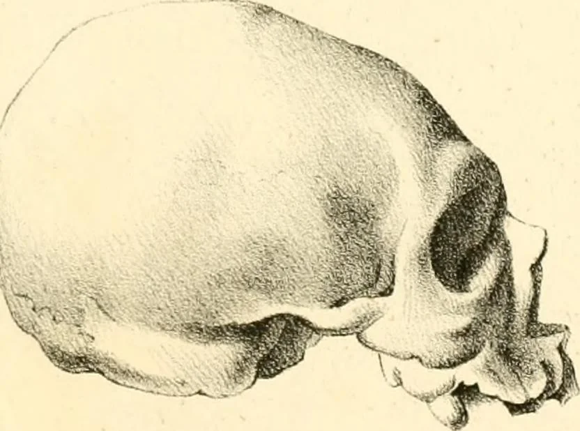 An illustration from Grundzüge der Phrenologie; oder, Anleitung zum Studium dieser Wissenschaft, mit Berücksichtigung der neueren Forschungen auf dem Gebiete der Physiologie und Psychologie, 1856, leaf 632