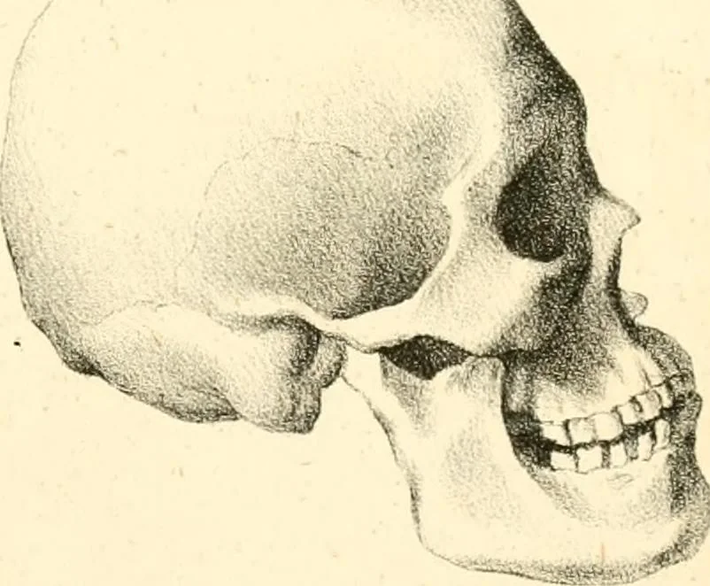 An illustration from Grundzüge der Phrenologie; oder, Anleitung zum Studium dieser Wissenschaft, mit Berücksichtigung der neueren Forschungen auf dem Gebiete der Physiologie und Psychologie, 1856, leaf 632