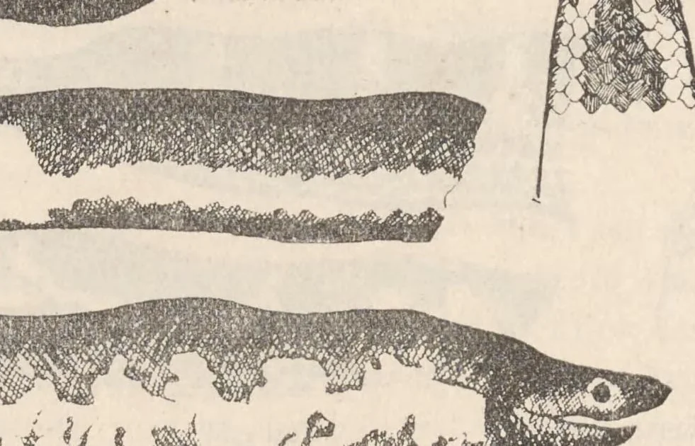 An illustration from Guide to the collections : Colombo Museum, 1905, leaf 91