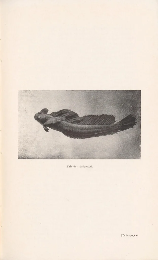 An illustration from Guide to the collections : Colombo Museum, 1905, leaf 99