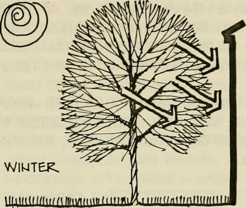 An illustration from Guidelines for Barre Circle homestead area, Baltimore, 1900, leaf 104