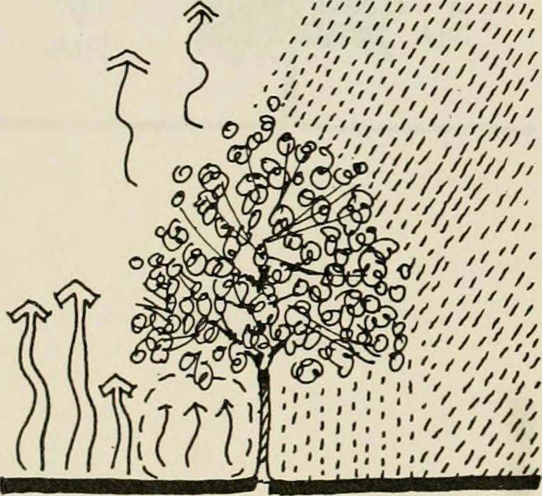An illustration from Guidelines for Barre Circle homestead area, Baltimore, 1900, leaf 115