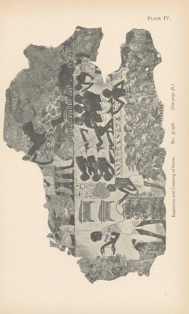 An illustration from A guide to the third and fourth Egyptian rooms : predynastic antiquites, mummied birds and animals, portrait statues, figures of gods, tools, implements and weapons, scarabs, amulets, jewellery and other objects connected with the funeral rites of the ancient Egyptians, 1904, leaf 63