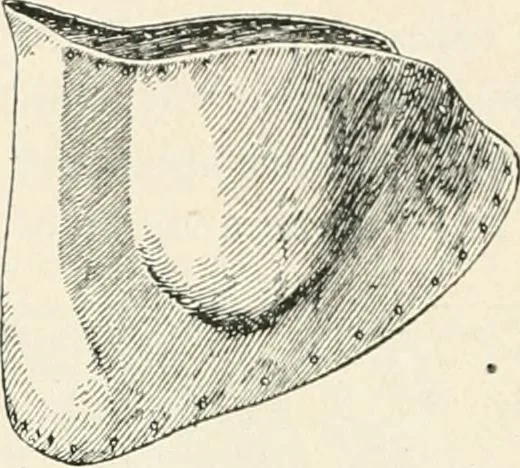 An illustration from A guide to the exhibition illustrating Greek and Roman life, 1920, leaf 102