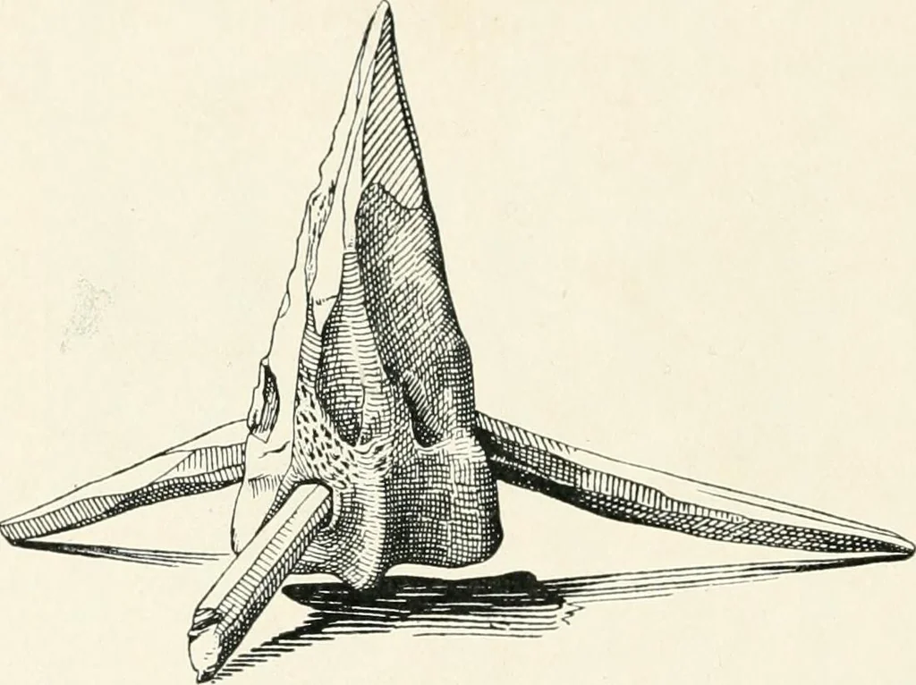 An illustration from A guide to the exhibition illustrating Greek and Roman life, 1920, leaf 120