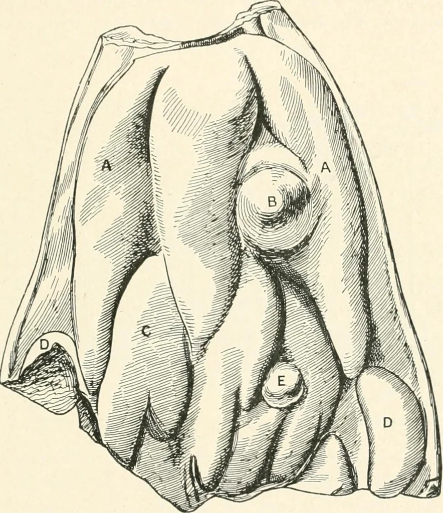An illustration from A guide to the exhibition illustrating Greek and Roman life, 1920, leaf 59