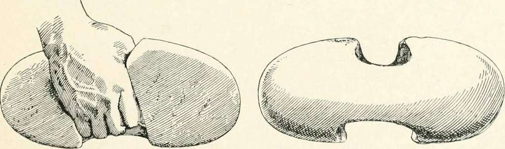An illustration from A guide to the exhibition illustrating Greek and Roman life, 1920, leaf 71