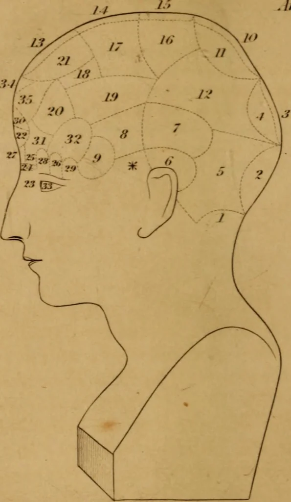 An illustration from A guide to human and comparative phrenology : With observations on the national varieties of the cranium, and a description of Drs. Gall and Spurzheim's method of dissecting the human brain, 1831, leaf 24