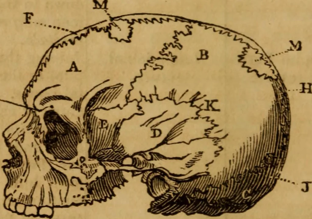 An illustration from A guide to human and comparative phrenology : With observations on the national varieties of the cranium, and a description of Drs. Gall and Spurzheim's method of dissecting the human brain, 1831, leaf 68