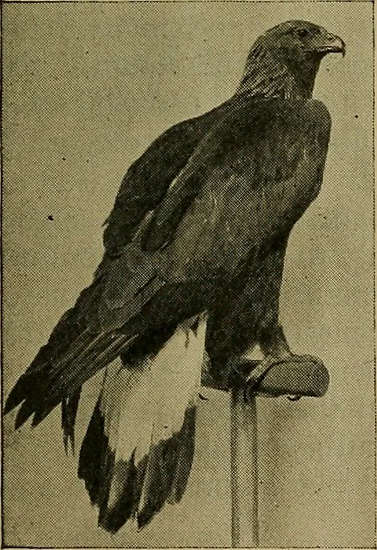An illustration from Guide to the Peabody museum, 1916, leaf 20