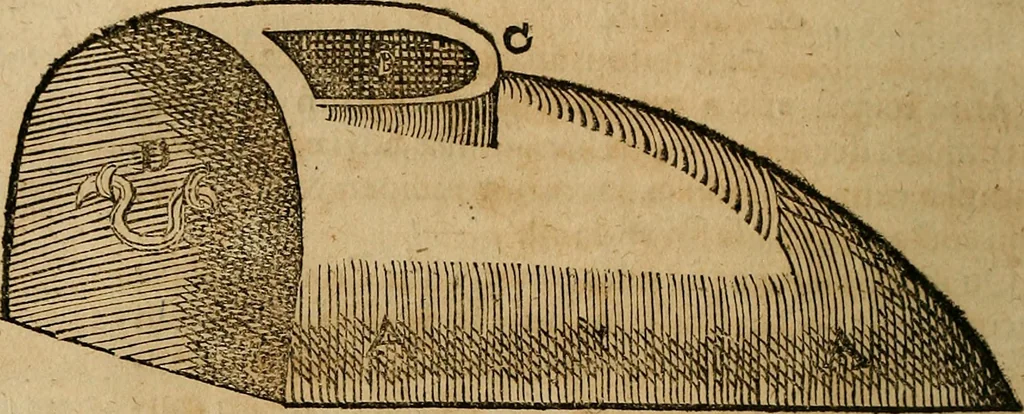An illustration from Guilhelmi FabricI Hildani inclytae reipublicae Bernensis Helvet. medico-chirurgi ordinarii De gangraena et sphacelo, tractatus methodicus : in quo horum morborum differentiae, causae, signa, prognostica, ac denique methodica curatio continentur, 1617, leaf 137