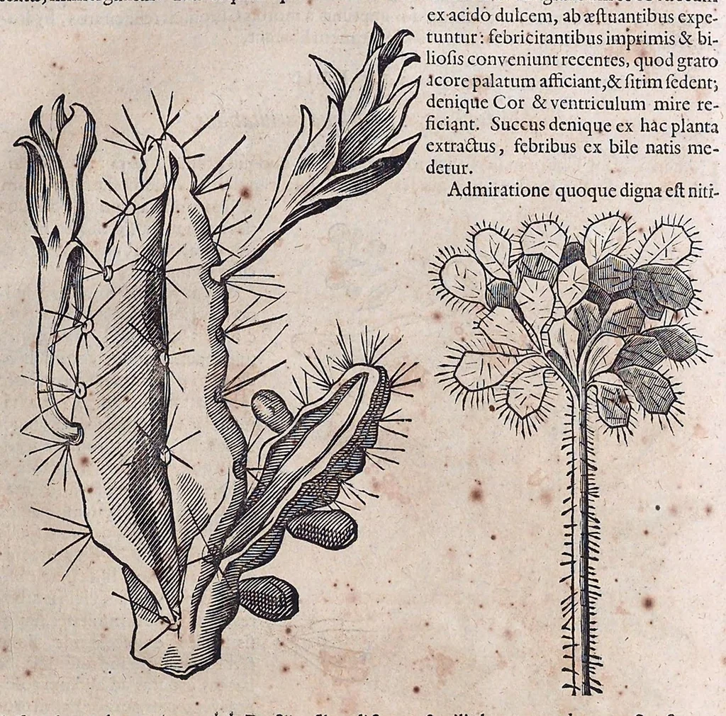 An illustration from Guilielmi Pisonis ... De medicina Brasiliensi libri qvatvor ... et Georgii Marcgravii de Liebstad Historiae rervm natvralivm Brasiliae, libri octo ... cum appendice de Tapuyis, et Chilensibvs J. de Laet ... in ordinem digessit & annotationes addidit, & varia ab auctore omissa supplevit & illustravit, 1648, leaf 111