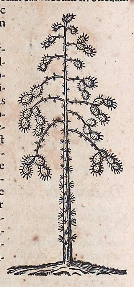 An illustration from Guilielmi Pisonis ... De medicina Brasiliensi libri qvatvor ... et Georgii Marcgravii de Liebstad Historiae rervm natvralivm Brasiliae, libri octo ... cum appendice de Tapuyis, et Chilensibvs J. de Laet ... in ordinem digessit & annotationes addidit, & varia ab auctore omissa supplevit & illustravit, 1648, leaf 111