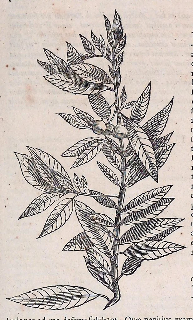 An illustration from Guilielmi Pisonis ... De medicina Brasiliensi libri qvatvor ... et Georgii Marcgravii de Liebstad Historiae rervm natvralivm Brasiliae, libri octo ... cum appendice de Tapuyis, et Chilensibvs J. de Laet ... in ordinem digessit & annotationes addidit, & varia ab auctore omissa supplevit & illustravit, 1648, leaf 132