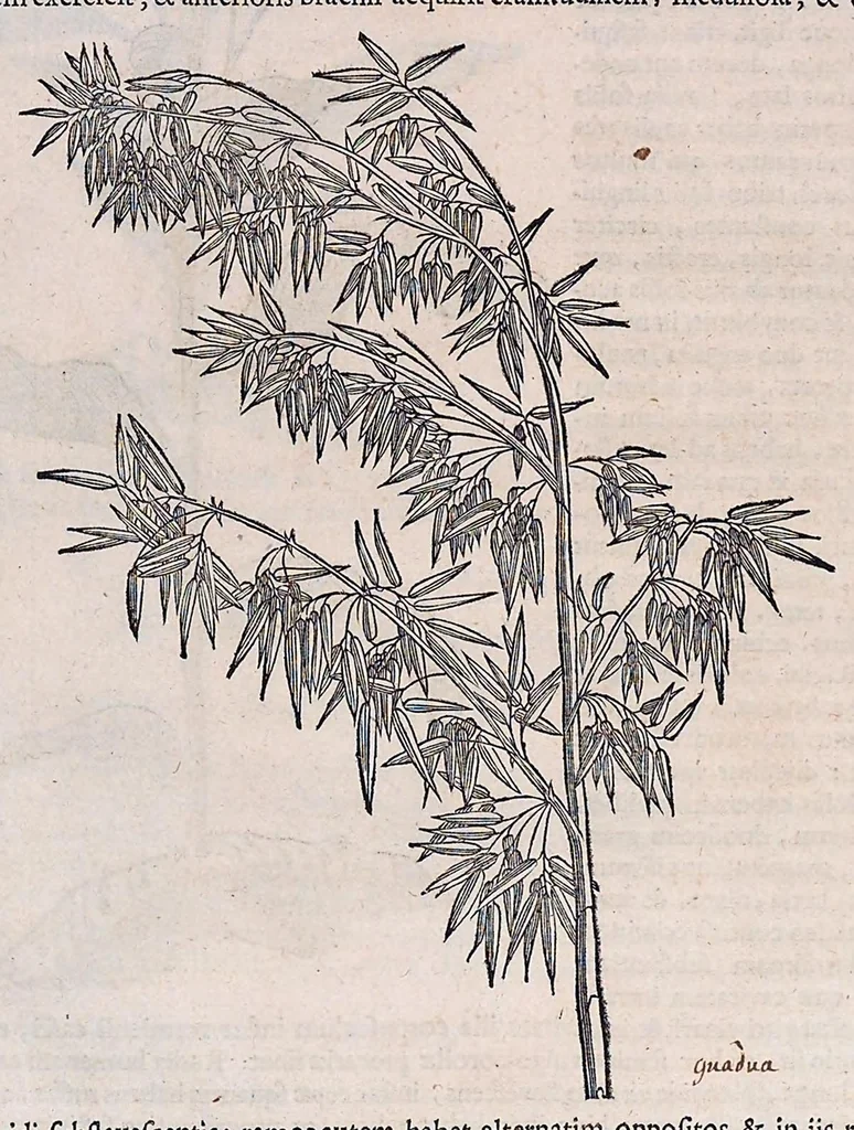 An illustration from Guilielmi Pisonis ... De medicina Brasiliensi libri qvatvor ... et Georgii Marcgravii de Liebstad Historiae rervm natvralivm Brasiliae, libri octo ... cum appendice de Tapuyis, et Chilensibvs J. de Laet ... in ordinem digessit & annotationes addidit, & varia ab auctore omissa supplevit & illustravit, 1648, leaf 144