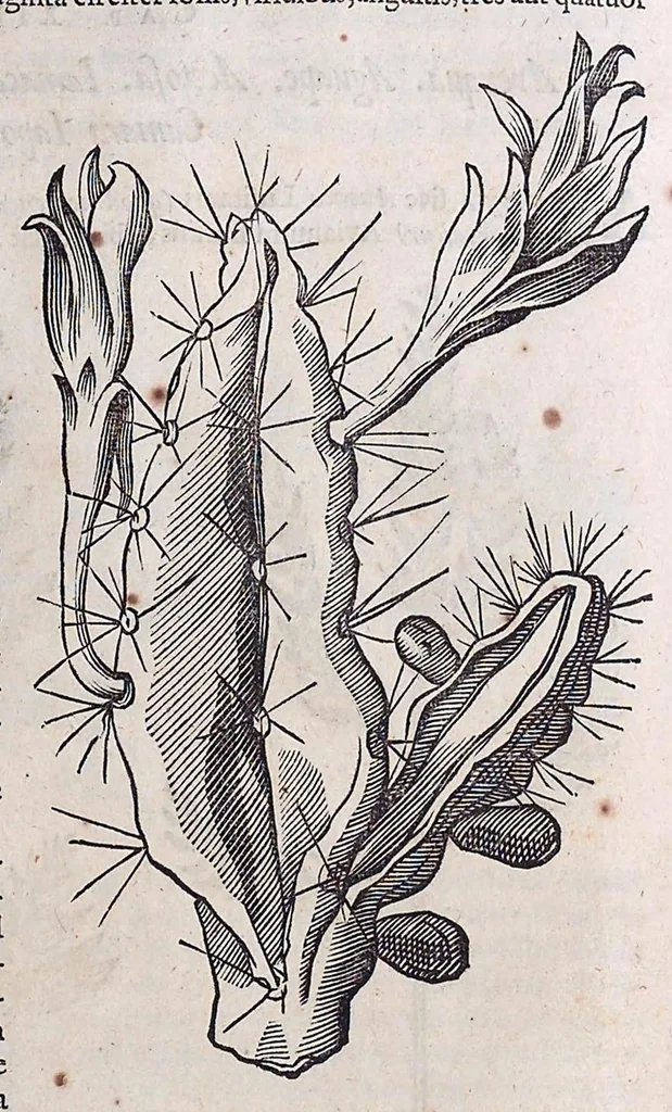 An illustration from Guilielmi Pisonis ... De medicina Brasiliensi libri qvatvor ... et Georgii Marcgravii de Liebstad Historiae rervm natvralivm Brasiliae, libri octo ... cum appendice de Tapuyis, et Chilensibvs J. de Laet ... in ordinem digessit & annotationes addidit, & varia ab auctore omissa supplevit & illustravit, 1648, leaf 165