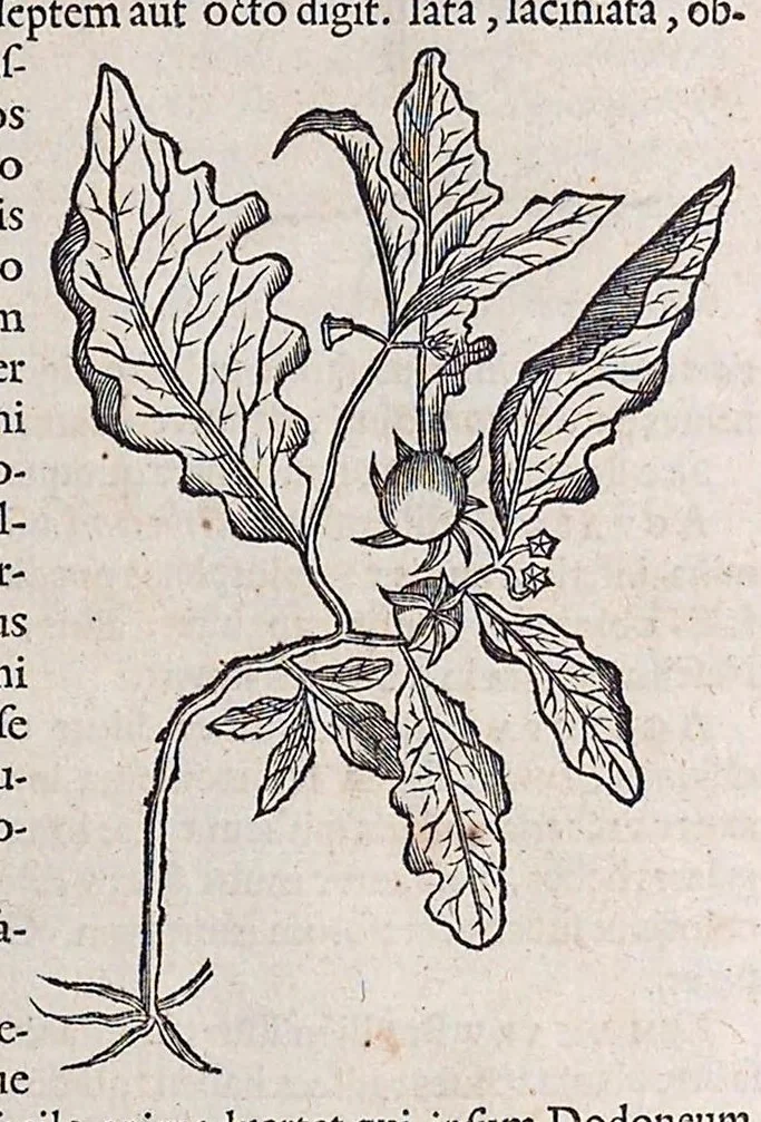 An illustration from Guilielmi Pisonis ... De medicina Brasiliensi libri qvatvor ... et Georgii Marcgravii de Liebstad Historiae rervm natvralivm Brasiliae, libri octo ... cum appendice de Tapuyis, et Chilensibvs J. de Laet ... in ordinem digessit & annotationes addidit, & varia ab auctore omissa supplevit & illustravit, 1648, leaf 165