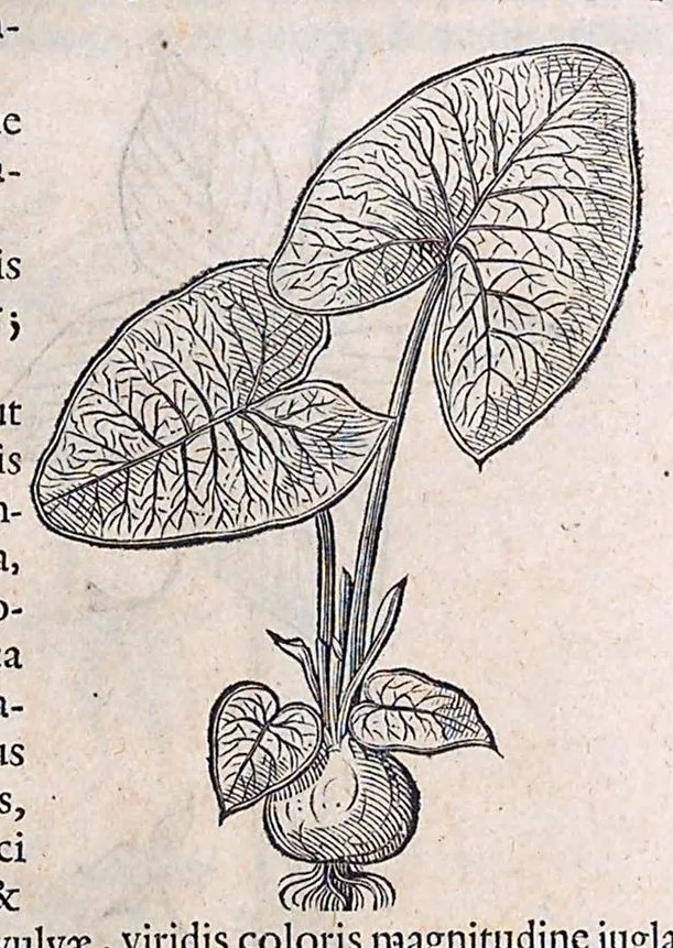 An illustration from Guilielmi Pisonis ... De medicina Brasiliensi libri qvatvor ... et Georgii Marcgravii de Liebstad Historiae rervm natvralivm Brasiliae, libri octo ... cum appendice de Tapuyis, et Chilensibvs J. de Laet ... in ordinem digessit & annotationes addidit, & varia ab auctore omissa supplevit & illustravit, 1648, leaf 177