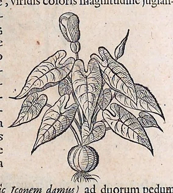 An illustration from Guilielmi Pisonis ... De medicina Brasiliensi libri qvatvor ... et Georgii Marcgravii de Liebstad Historiae rervm natvralivm Brasiliae, libri octo ... cum appendice de Tapuyis, et Chilensibvs J. de Laet ... in ordinem digessit & annotationes addidit, & varia ab auctore omissa supplevit & illustravit, 1648, leaf 177