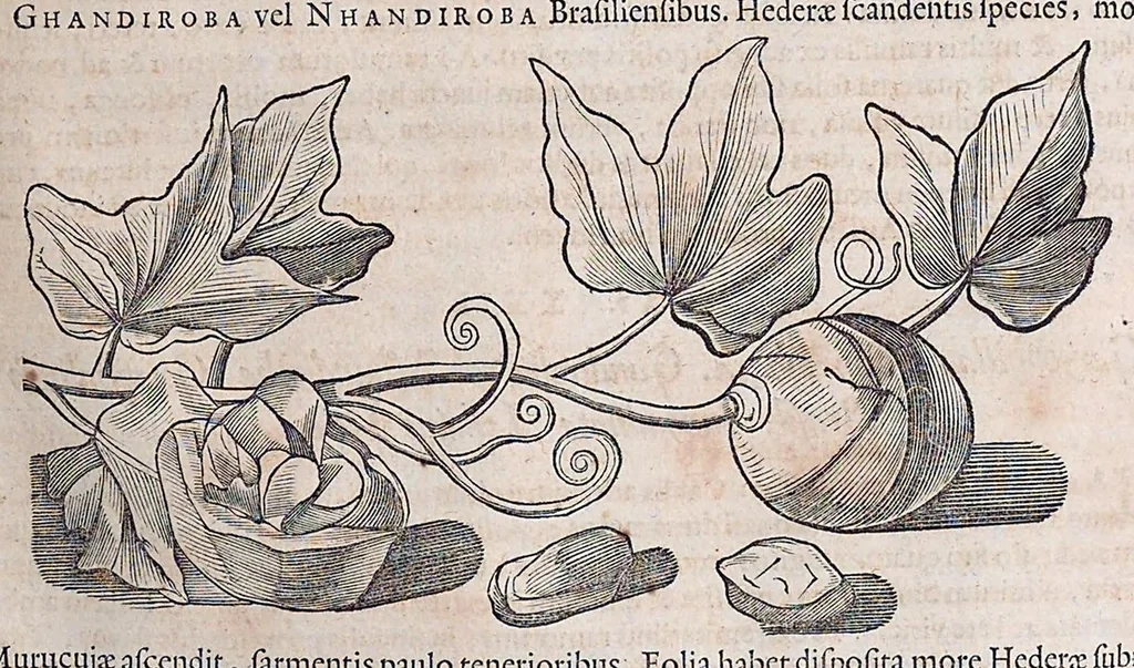 An illustration from Guilielmi Pisonis ... De medicina Brasiliensi libri qvatvor ... et Georgii Marcgravii de Liebstad Historiae rervm natvralivm Brasiliae, libri octo ... cum appendice de Tapuyis, et Chilensibvs J. de Laet ... in ordinem digessit & annotationes addidit, & varia ab auctore omissa supplevit & illustravit, 1648, leaf 187