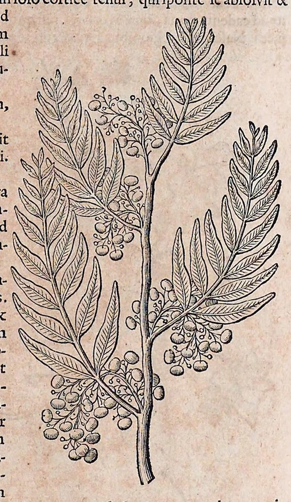An illustration from Guilielmi Pisonis ... De medicina Brasiliensi libri qvatvor ... et Georgii Marcgravii de Liebstad Historiae rervm natvralivm Brasiliae, libri octo ... cum appendice de Tapuyis, et Chilensibvs J. de Laet ... in ordinem digessit & annotationes addidit, & varia ab auctore omissa supplevit & illustravit, 1648, leaf 231