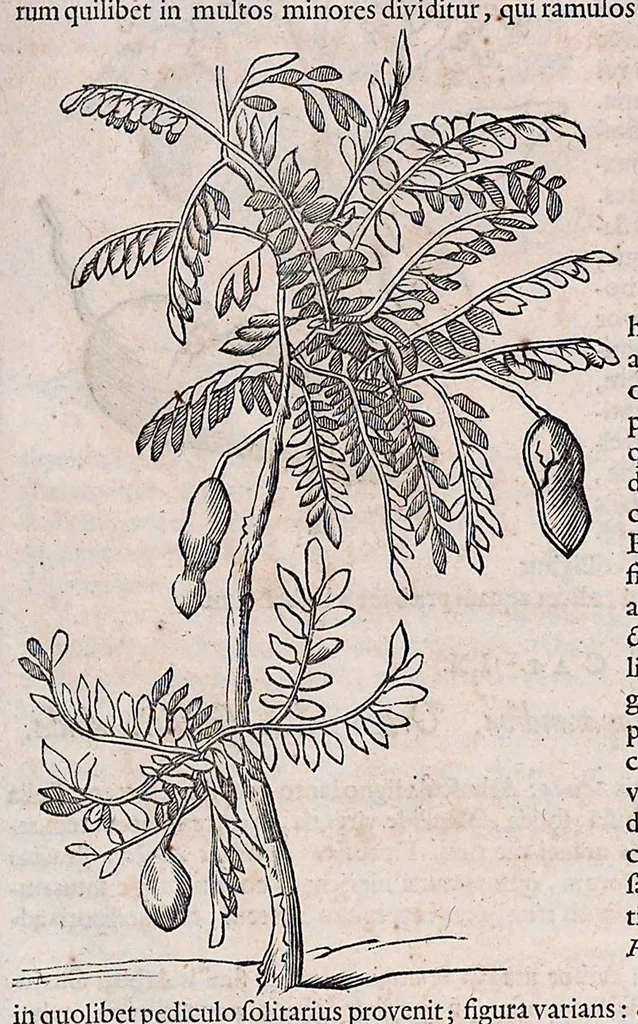 An illustration from Guilielmi Pisonis ... De medicina Brasiliensi libri qvatvor ... et Georgii Marcgravii de Liebstad Historiae rervm natvralivm Brasiliae, libri octo ... cum appendice de Tapuyis, et Chilensibvs J. de Laet ... in ordinem digessit & annotationes addidit, & varia ab auctore omissa supplevit & illustravit, 1648, leaf 248