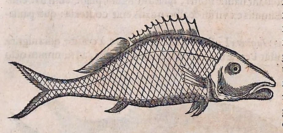 An illustration from Guilielmi Pisonis ... De medicina Brasiliensi libri qvatvor ... et Georgii Marcgravii de Liebstad Historiae rervm natvralivm Brasiliae, libri octo ... cum appendice de Tapuyis, et Chilensibvs J. de Laet ... in ordinem digessit & annotationes addidit, & varia ab auctore omissa supplevit & illustravit, 1648, leaf 296