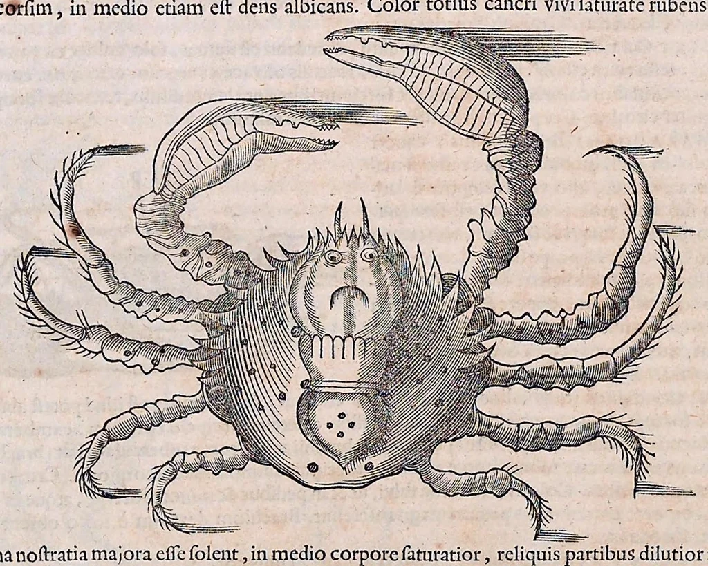 An illustration from Guilielmi Pisonis ... De medicina Brasiliensi libri qvatvor ... et Georgii Marcgravii de Liebstad Historiae rervm natvralivm Brasiliae, libri octo ... cum appendice de Tapuyis, et Chilensibvs J. de Laet ... in ordinem digessit & annotationes addidit, & varia ab auctore omissa supplevit & illustravit, 1648, leaf 324