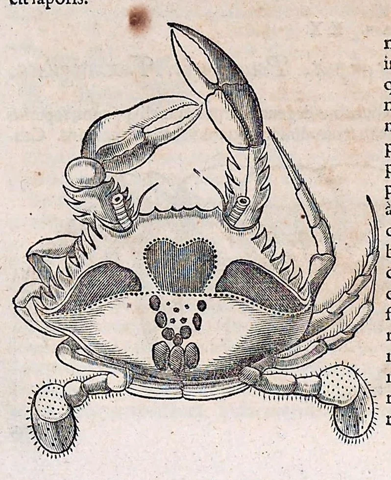 An illustration from Guilielmi Pisonis ... De medicina Brasiliensi libri qvatvor ... et Georgii Marcgravii de Liebstad Historiae rervm natvralivm Brasiliae, libri octo ... cum appendice de Tapuyis, et Chilensibvs J. de Laet ... in ordinem digessit & annotationes addidit, & varia ab auctore omissa supplevit & illustravit, 1648, leaf 324
