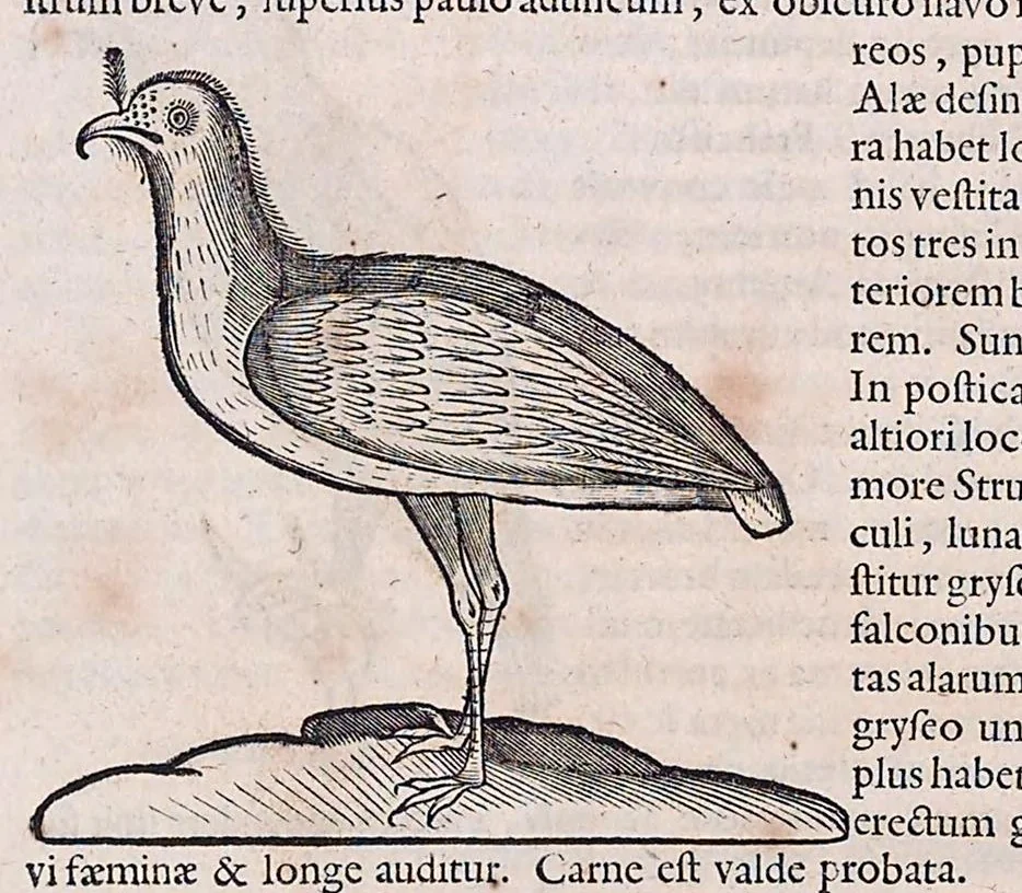 An illustration from Guilielmi Pisonis ... De medicina Brasiliensi libri qvatvor ... et Georgii Marcgravii de Liebstad Historiae rervm natvralivm Brasiliae, libri octo ... cum appendice de Tapuyis, et Chilensibvs J. de Laet ... in ordinem digessit & annotationes addidit, & varia ab auctore omissa supplevit & illustravit, 1648, leaf 344