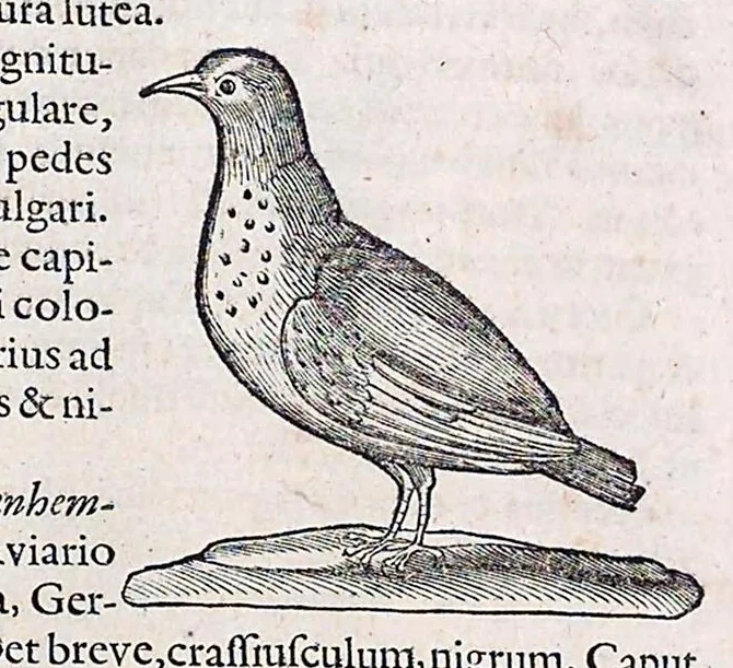An illustration from Guilielmi Pisonis ... De medicina Brasiliensi libri qvatvor ... et Georgii Marcgravii de Liebstad Historiae rervm natvralivm Brasiliae, libri octo ... cum appendice de Tapuyis, et Chilensibvs J. de Laet ... in ordinem digessit & annotationes addidit, & varia ab auctore omissa supplevit & illustravit, 1648, leaf 353