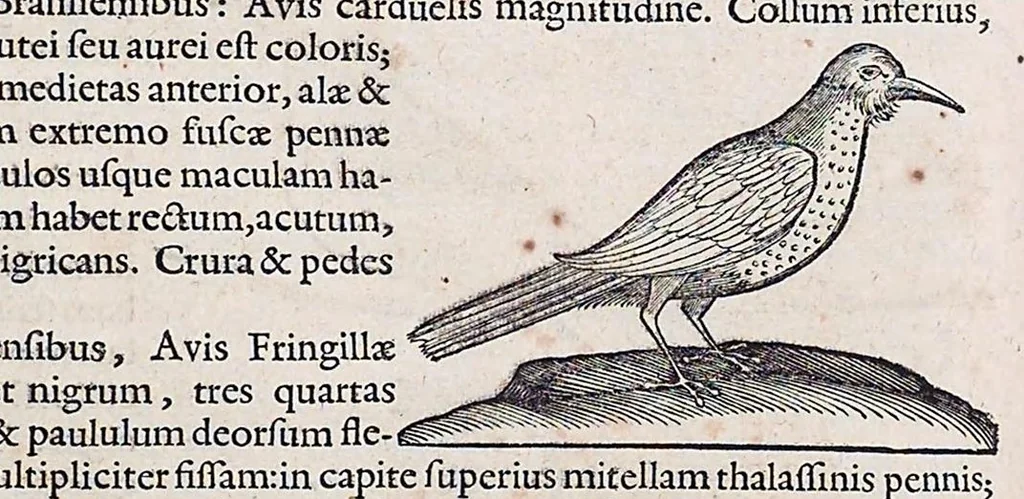 An illustration from Guilielmi Pisonis ... De medicina Brasiliensi libri qvatvor ... et Georgii Marcgravii de Liebstad Historiae rervm natvralivm Brasiliae, libri octo ... cum appendice de Tapuyis, et Chilensibvs J. de Laet ... in ordinem digessit & annotationes addidit, & varia ab auctore omissa supplevit & illustravit, 1648, leaf 353