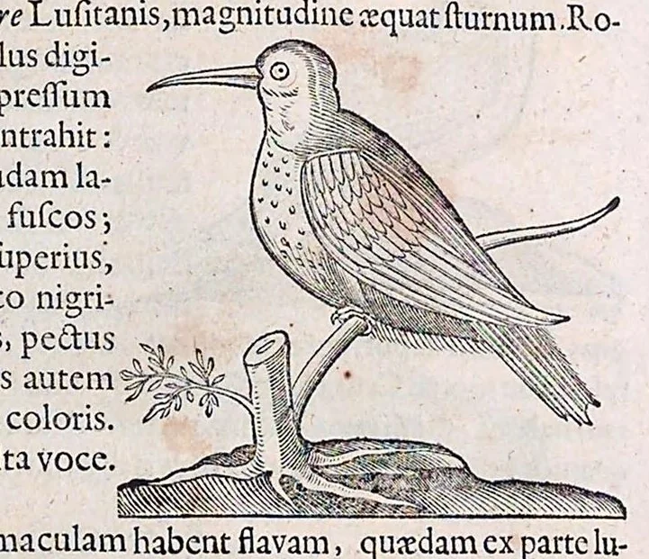An illustration from Guilielmi Pisonis ... De medicina Brasiliensi libri qvatvor ... et Georgii Marcgravii de Liebstad Historiae rervm natvralivm Brasiliae, libri octo ... cum appendice de Tapuyis, et Chilensibvs J. de Laet ... in ordinem digessit & annotationes addidit, & varia ab auctore omissa supplevit & illustravit, 1648, leaf 357