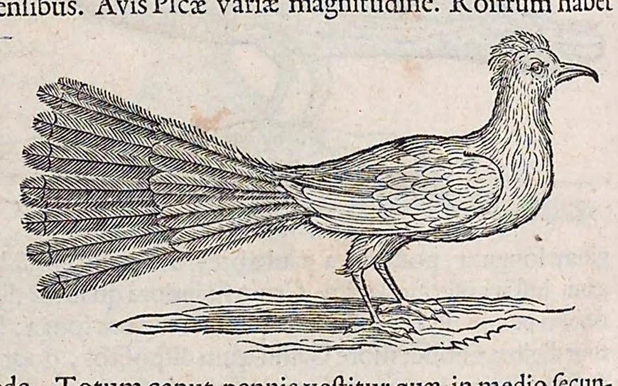 An illustration from Guilielmi Pisonis ... De medicina Brasiliensi libri qvatvor ... et Georgii Marcgravii de Liebstad Historiae rervm natvralivm Brasiliae, libri octo ... cum appendice de Tapuyis, et Chilensibvs J. de Laet ... in ordinem digessit & annotationes addidit, & varia ab auctore omissa supplevit & illustravit, 1648, leaf 357
