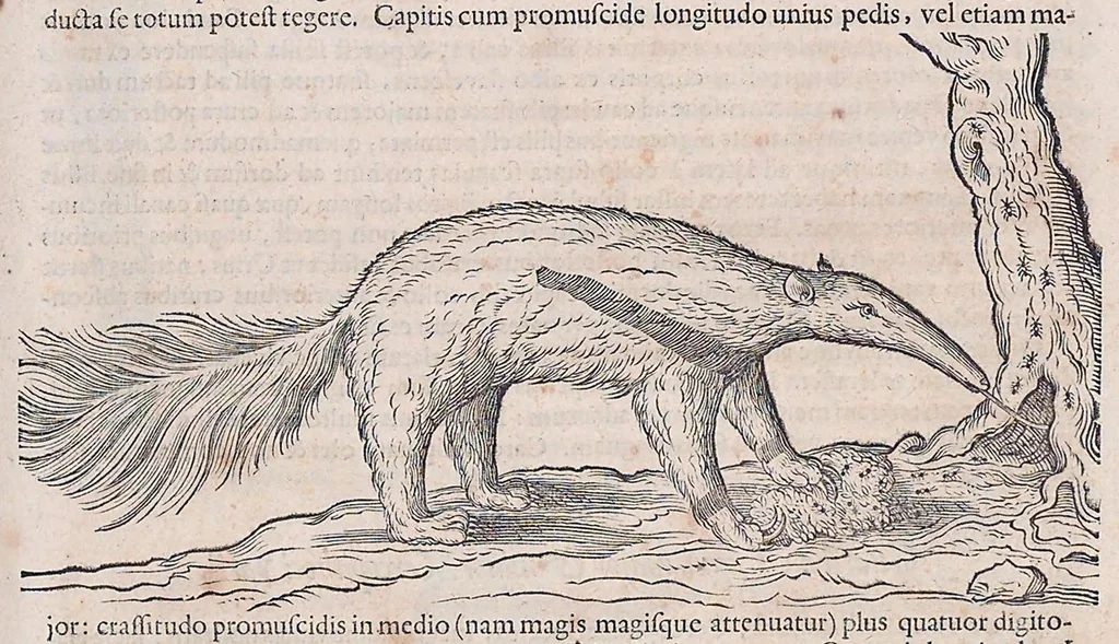 An illustration from Guilielmi Pisonis ... De medicina Brasiliensi libri qvatvor ... et Georgii Marcgravii de Liebstad Historiae rervm natvralivm Brasiliae, libri octo ... cum appendice de Tapuyis, et Chilensibvs J. de Laet ... in ordinem digessit & annotationes addidit, & varia ab auctore omissa supplevit & illustravit, 1648, leaf 366