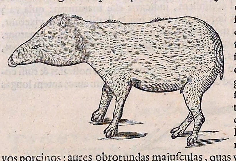 An illustration from Guilielmi Pisonis ... De medicina Brasiliensi libri qvatvor ... et Georgii Marcgravii de Liebstad Historiae rervm natvralivm Brasiliae, libri octo ... cum appendice de Tapuyis, et Chilensibvs J. de Laet ... in ordinem digessit & annotationes addidit, & varia ab auctore omissa supplevit & illustravit, 1648, leaf 370